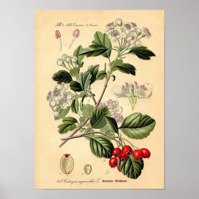 Botaniska - Hawthorn Crataegus oxyacantha monogyna Poster (Framsidan)