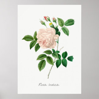 Botaniska illustrationer av blek Rosa ros Poster