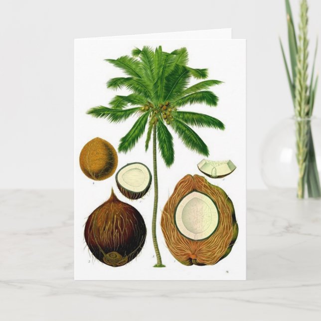 Botaniska illustrationer av Coconut Träd Kort (Framsida)