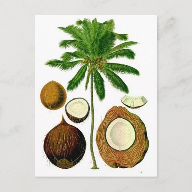 Botaniska illustrationer av Coconut Träd Vykort (Framsida)