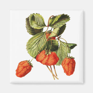 Botaniska illustrationer av jordgubbsfruktens Vint Magnet