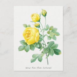 Botaniska illustrationer av vintage Gul ros Vykort