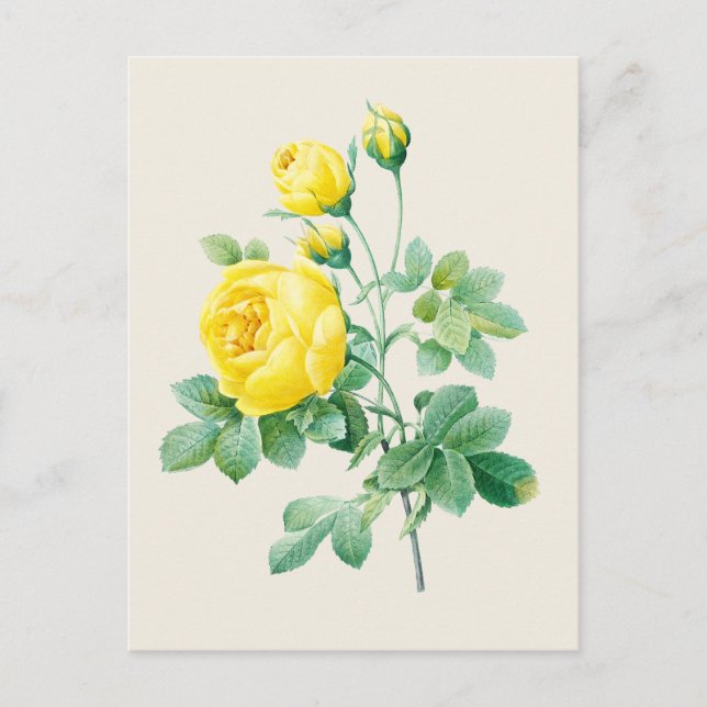 Botaniska illustrationer av vintage Gul ros Vykort (Framsida)