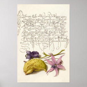 botaniska illustrationer av Vintagens antika kalli Poster