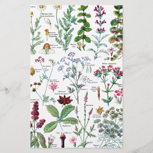 Botaniska illustrationer brevpapper (Framsida)