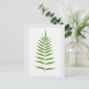 Botaniska illustrationer från Fern Löv Vykort