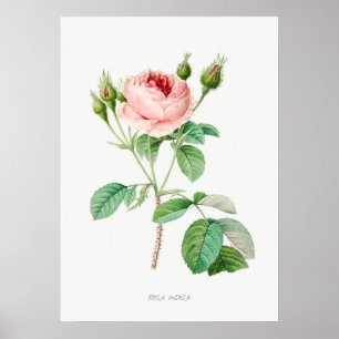 Botaniska illustrationer i Rosa ros Rosenknopp Vin Poster