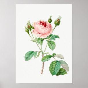 Botaniska illustrationer i Rosa ros Rosenknopp Vin Poster