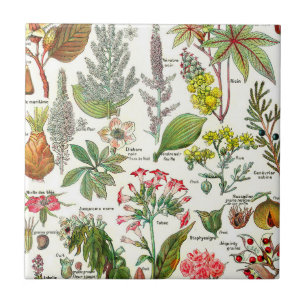 Botaniska illustrationer kakelplatta