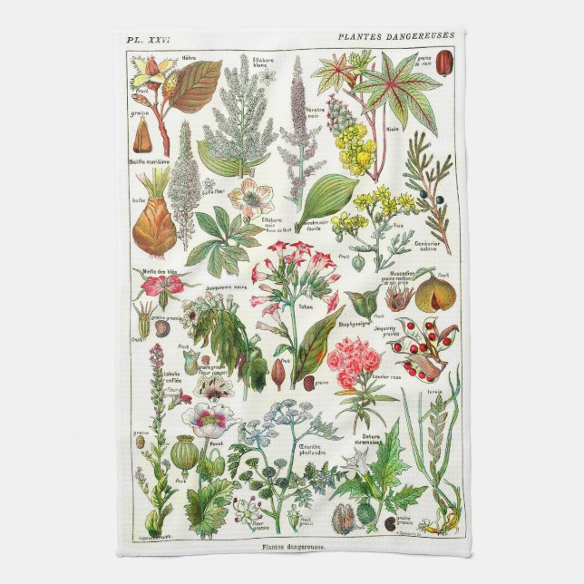 Botaniska illustrationer - Larousse växter Kökshandduk (Vertikal)