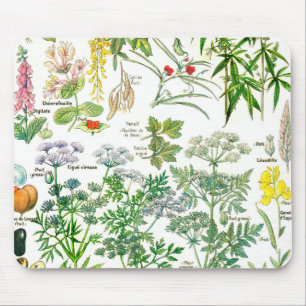 Botaniska illustrationer - Larousse växter Musmatta