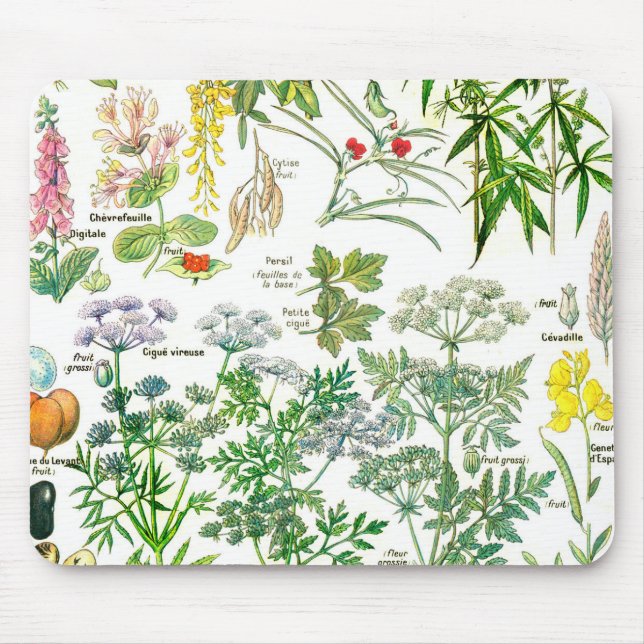 Botaniska illustrationer - Larousse växter Musmatta (Framsidan)