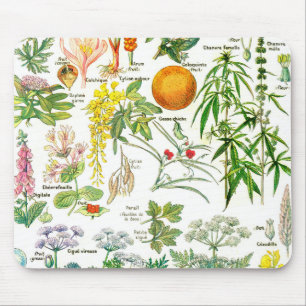 Botaniska illustrationer - Larousse växter Musmatta