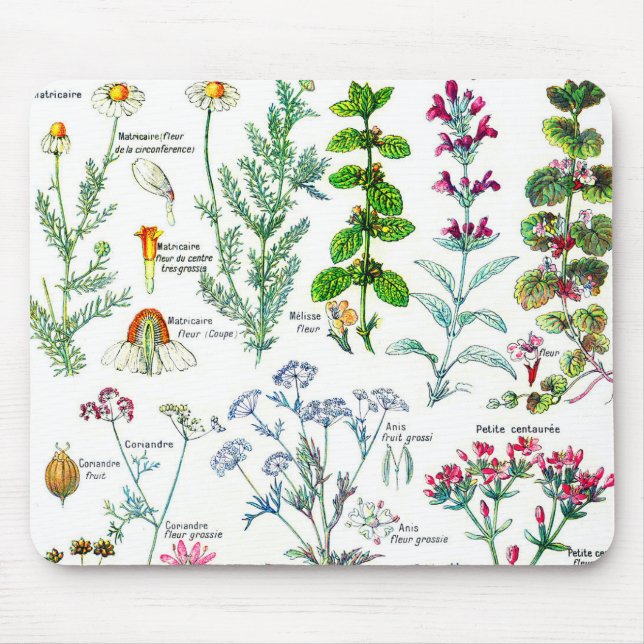 Botaniska illustrationer - Larousse växter Musmatta (Framsidan)