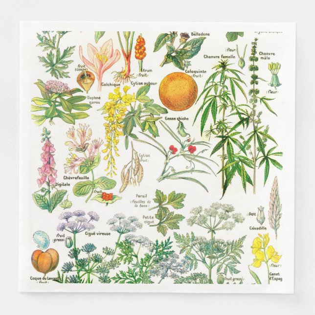 Botaniska illustrationer pappersservett (Framsida)