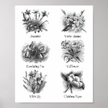 Botaniska illustrationer