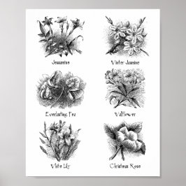Botaniska illustrationer poster