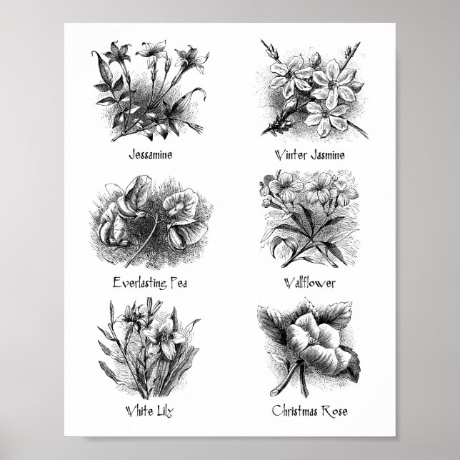 Botaniska illustrationer poster (Framsidan)