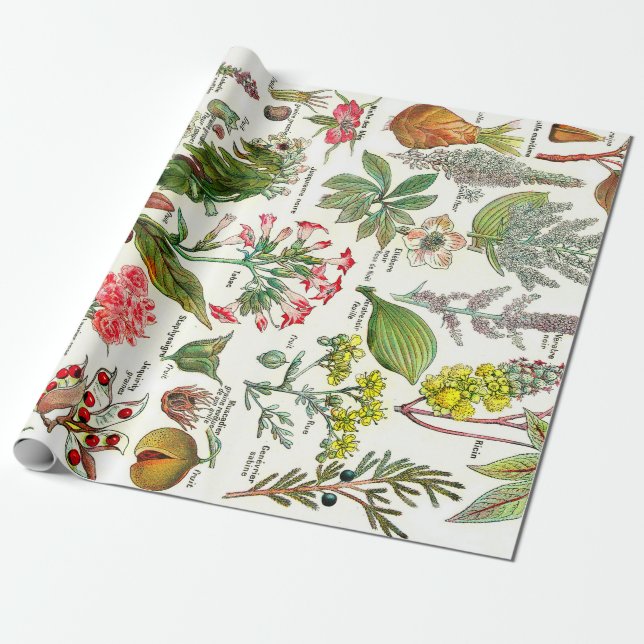 Botaniska illustrationer presentpapper (Utrullad)