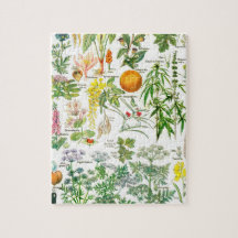 Botaniska illustrationer