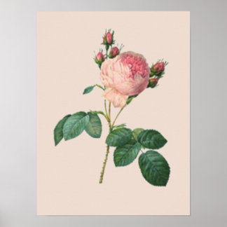 Botaniska kål Ro Poster
