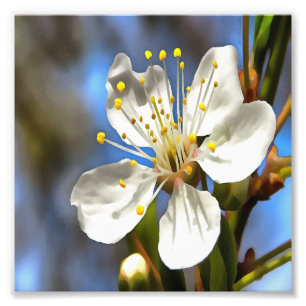Botaniska konst av plommonBlommar Fototryck
