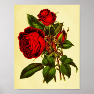 Botaniska Röd ros Poster