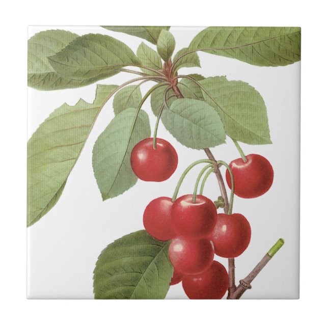 Botaniska rödkörsbär kakelplatta (Framsidan)