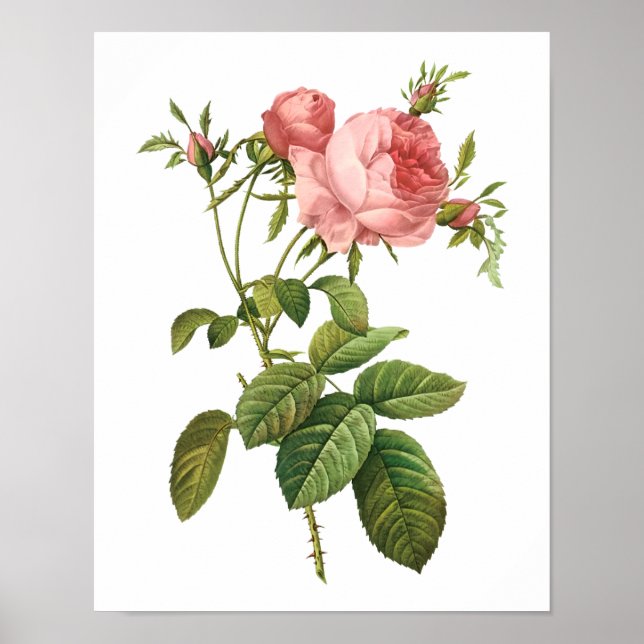 Botaniska Rosa Centifolia Goliacea Redoute Poster (Framsidan)