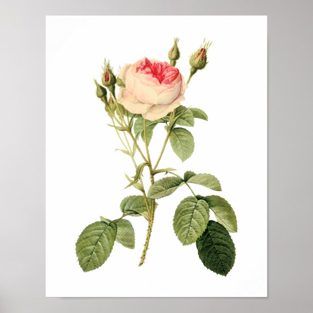 Botaniska Rosa Musosa Multiplex Redoute Poster (Framsidan)