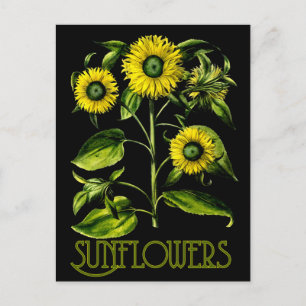 Botaniska solrosor Dusky Postcard 2 Vykort