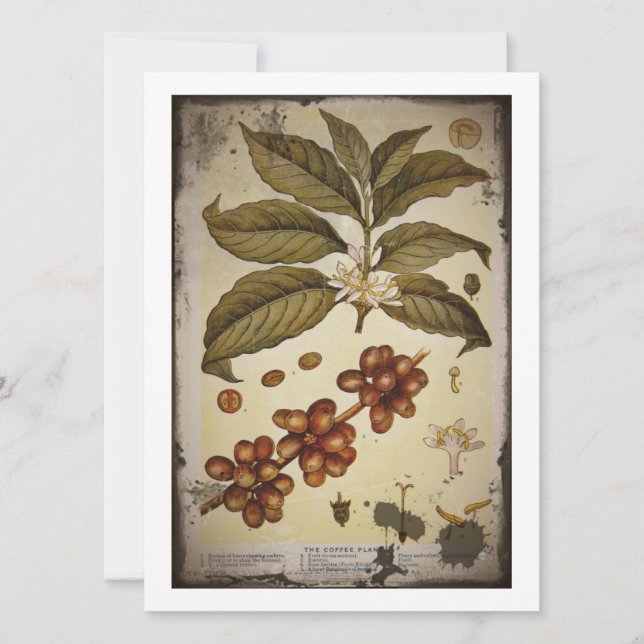 Botaniska Teckning i kaffeanläggningen (Framsida)