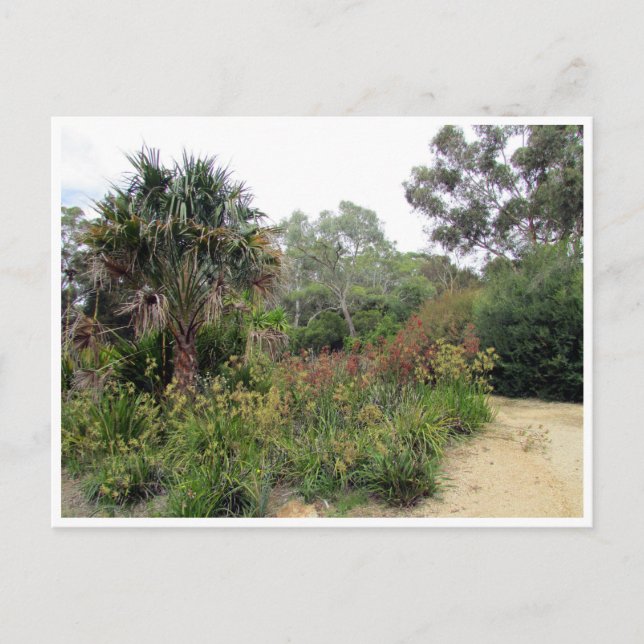 botaniska trädgårdar canberra vykort (Framsida)