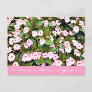 Botaniska trädgårdar rosa blommor NSW Vykort