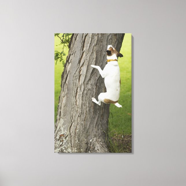 Botaniska trädgårdar, Sydney, New South Wales, 4 Canvastryck (Framsida)