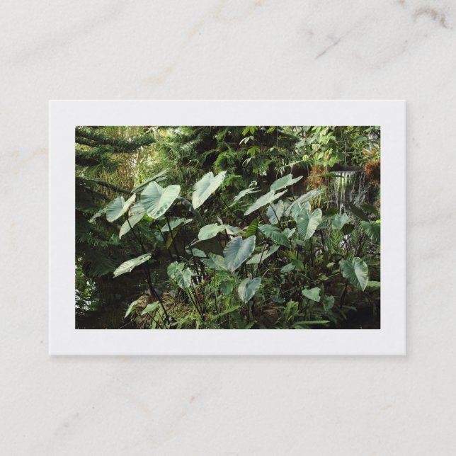 Botaniska trädgårdar (vid gränsen) visitkort (Framsida)