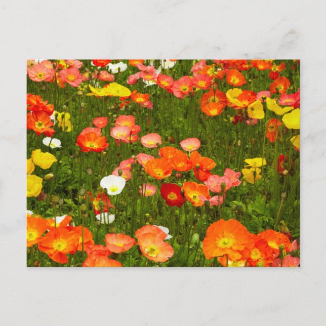 Botaniska trädgårdar vykort (Framsida)