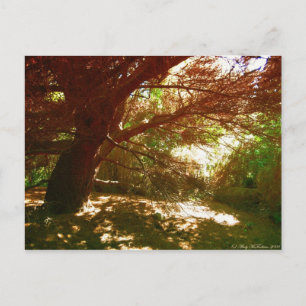Botaniska trädgårdar vykort