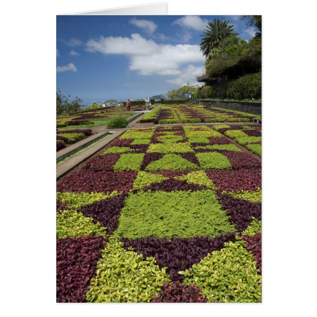 Botaniska trädgården, Funchal, Madeiraöarna, Hälsningskort (Framsidan)