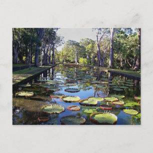 Botaniska trädgården Pamplemousses, Mauritiusön Vykort
