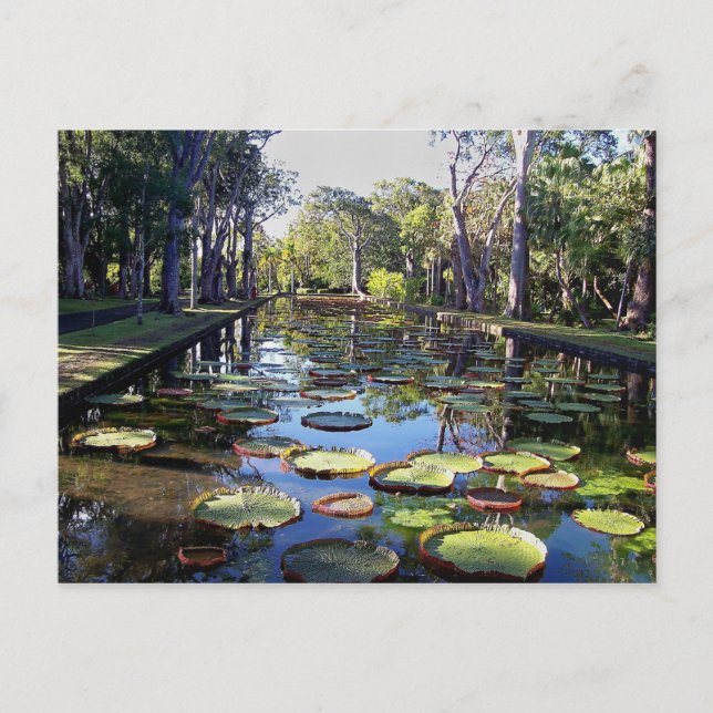 Botaniska trädgården Pamplemousses, Mauritiusön Vykort (Framsida)
