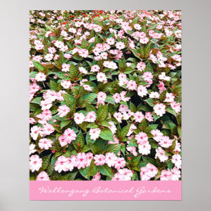 Botaniska trädgården rosa blommor NSW Poster