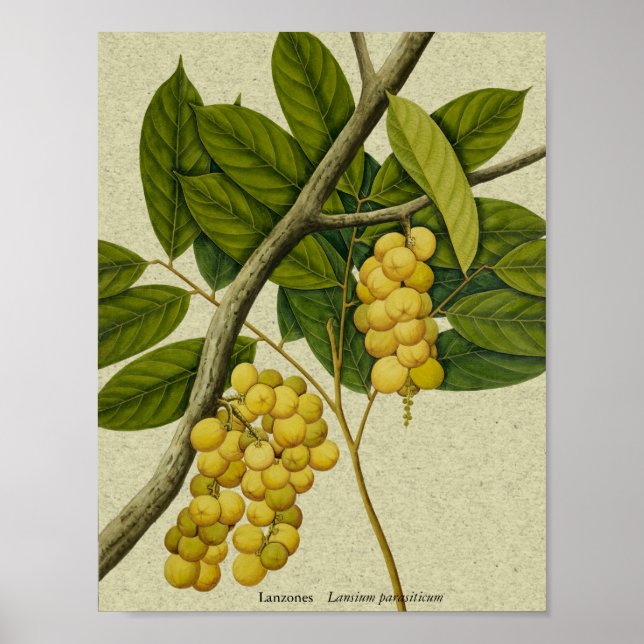 Botaniska tryckområden poster (Framsidan)