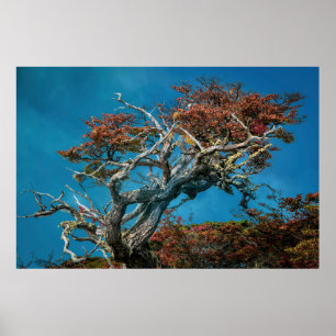 Botaniska underverk i Argentina Poster