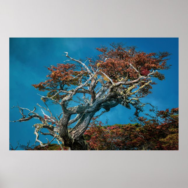 Botaniska underverk i Argentina Poster (Framsidan)