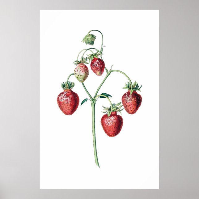 botaniska utskrifter av STRAWBERRIES Poster (Framsidan)