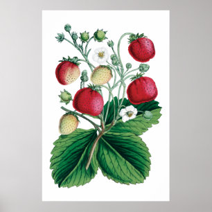 botaniska utskrifter av STRAWBERRIES Poster