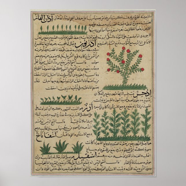 Botaniska växter, illustration från "The The The Poster (Framsidan)