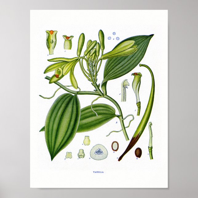 Botaniska vid:Vaniljväxter Poster (Framsidan)