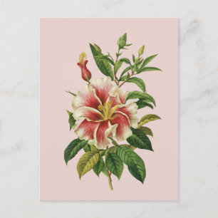 Botaniska vintagar Flower Modern Art II Poster Helg Vykort